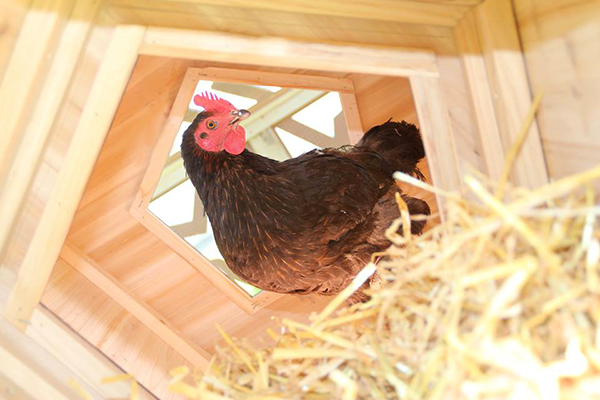 Chicken coop image 5, by Zhenya Tsintseva